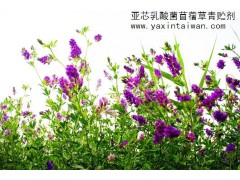 亞芯苜蓿草專用青貯劑 乳酸菌發(fā)酵青貯苜蓿草-- 臺(tái)灣亞芯生物科技有限公司