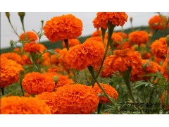供應(yīng)臺(tái)灣亞芯萬壽菊青貯劑-- 臺(tái)灣亞芯生物科技有限公司