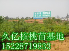 8518核桃苗批發(fā)，8518核桃苗價(jià)格LXM-- 四川久億農(nóng)林開發(fā)有限公司銷售部