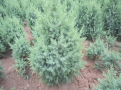 河北塔檜廠家大型苗木花卉基地最專業(yè)-- 河北省定州大型苗木花卉基地