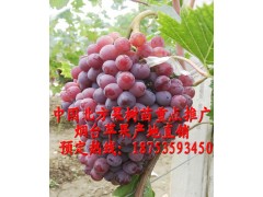 煙臺新品種葡萄苗 紅提葡萄苗 紅寶石葡萄苗 廠家直銷-- 煙臺市林業局果樹苗木科研基地煙臺矮化蘋果苗