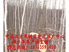 煙臺m26蘋果苗 矮化蘋果苗 煙臺短枝蘋果苗價格實惠-- 煙臺市林業局果樹苗木科研基地煙臺矮化蘋果苗