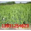 保定哪里的膠東衛(wèi)矛價格便宜？