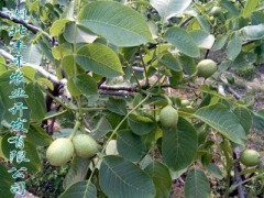 嫁接核桃苗 核桃苗種植中的常見問題-- 湖北豐年農業開發有限公司