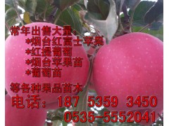 煙臺(tái)蘋果苗 煙臺(tái)蘋果樹苗 新品種蘋果苗基地直銷-- 煙臺(tái)市林業(yè)局果樹苗木科研基地?zé)熍_(tái)矮化蘋果苗