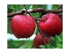 【正宗】青海蘋果苗 煙臺m26矮化蘋果苗-- 煙臺市林業局果樹苗木科研基地煙臺矮化蘋果苗